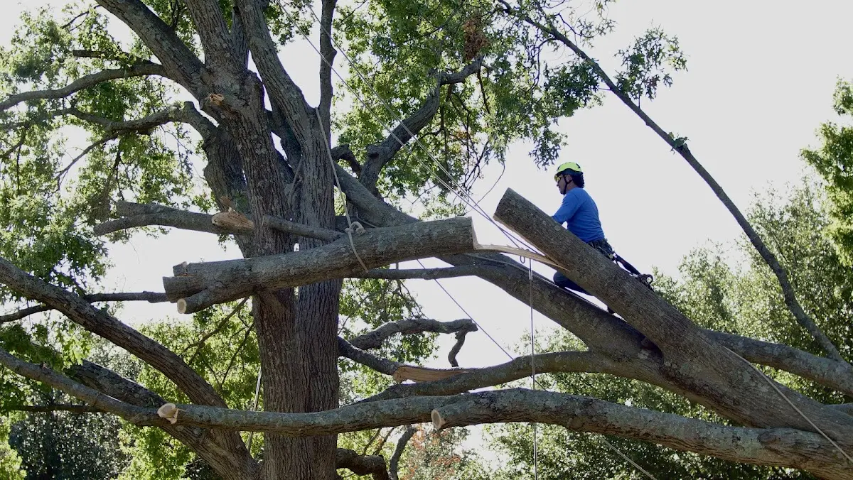 Professional Crown Thinning performed by certified arborists in Nora